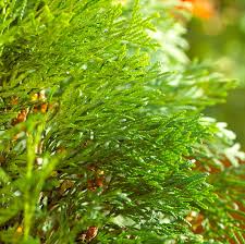 5 Easy To Find And Scientifically Backed Natural Rooting Hormones