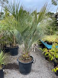 Image result for Butia