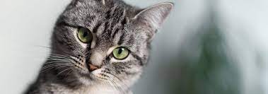 This cat will want to be brushed at least once a week, twice in the spring. Domestic Shorthair Cat Breed Personality Info Hill S Pet