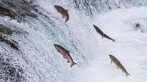 Ada banyak faktor yang membuat ikan ini sangat digemari. Gereja Reformasi Indonesia