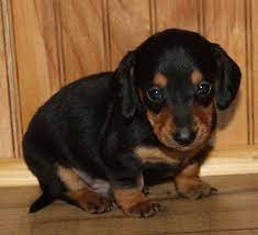 Get healthy pups from responsible and professional breeders at puppyspot. Dachshund Puppies For Sale In Oklahoma City Petsidi