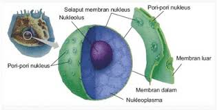 Akan mengkerut (mengalami krenasi) b. Sel Hewan Penjelasan Bagian Struktur Dan Fungsinya Gambar