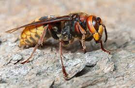 Pestguide explains how to recognize the early signs of an infestation. Hornet Exterminator Columbus Ohio Best Hornet Removal Service Integrity Pest Solutions