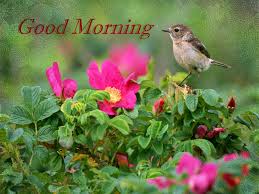 We did not find results for: Good Morning Wishes With Birds Pictures Images Page 23