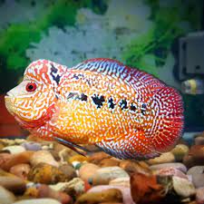 Perbedaan ini hanya untuk anda yang ingin memilih indukan yang benar untuk melakukan budidaya ikan louhan. 11 Jenis Ikan Louhan Yang Cantik Untuk Aquarium Anda