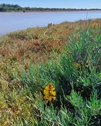 Image result for Cistanche