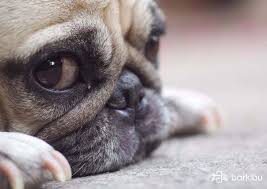 Since i didn't take my dog go out, i believe that no problem with my dog. My Dog Is Always Scratching But Doesn T Have Fleas Barkibu Es