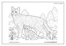 Kolorowanki dla dorosłych, antystresowy ręcznie malowane kot z plemiennych wzór. Kolorowanki Koty Rasy Kotow Superkid