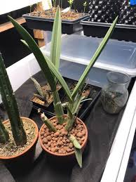 Image result for Eulophia clitellifera