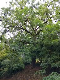 Image result for Juglans