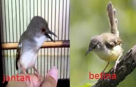Membedakan jantan dan betina ciblek kali / kebun sebenarnya lumayan mudah yaitu dengan melihat ciri fisik terutama pada bagian paruh bagian bagaimana apakah anda sudah ada gambaran untuk bekal membeli burung ciblek jantan atau betina dipasar? Cara Akurat Membedakan Burung Ciblek Jantan Dan Betina Den Family