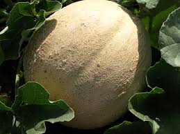 If you can feel seeds flopping around inside, that's an indication that the fruit is mature. Cantaloupe Honeydew Melons Home Garden Information Center