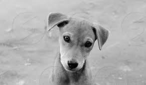 This is a photo of a black pariah dog that was taken at mandapam town in tamil nadu, india. Cute Dog I Met During A Road Trip He Was Looking At My Face With A Different Emotion Its An Indian Stray Dog Or Indian Pariah By Naveen Thomas Prasad Photo Stock