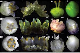 Image result for Cuscuta hyalina