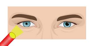 Image result for Pupil