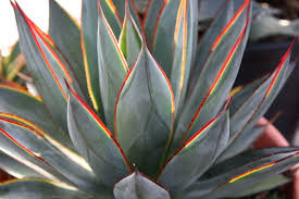 Amerson landscape has been serving the bradenton, palmetto, st petersburg, & parrish communities since 1948. Prine Landscape Design