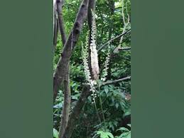 Image result for Acrachne racemosa