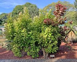 Image result for Euphorbia umbellata