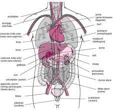 Waar zitten organen in lichaam. 10 Ideeen Over Organen Menselijk Lichaam Het Menselijk Lichaam Lichaam
