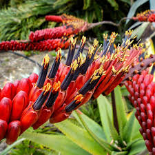 Image result for Aloe bukobana