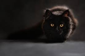 Alatar (fictional origin) meaning after comer, an immortal istari wizard from j. Ultimate List Of 240 Witch Cat Names Beyond Salem By Kidadl