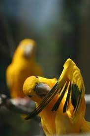 The first birds begin calling in the dark, their voices drifting over the open plains. Pin On Animales Tiernos