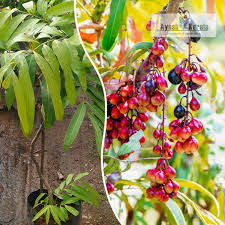 Image result for Lepisanthes