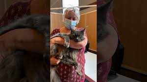 Hôtel 3 étoiles à paris dans le quartier de 15e arrondissement, proche du site : Salon Paris Animal Show Youtube