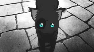 Black And White Cat With Blue Eyes Https Encrypted Tbn0 Gstatic Com Images Q Tbn 3aand9gcslemr Rncvzcbfrct9xscsz9dkzcrki6lupq Usqp Cau