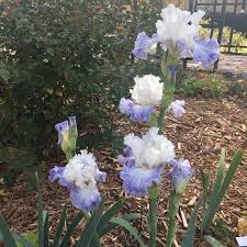 We did not find results for: The Oklahoma Iris Society On Twitter That Is Actually Autumn Breeze A Reliable Rebloomer In Okc