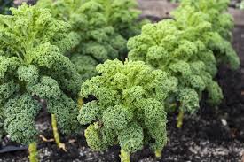 If you have kale in your garden from last fall, you are probably used to eating fresh kale every day if you like kale, i'm sure you know how good it is. How To Grow An Abundant Supply Of Kale