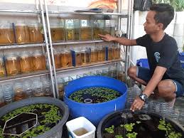 Ikan cupang mudah untuk dipelihara,begitu juga menernakanya.memelihara dan menernakan hanya butuh tempat yang tidak terlalu besar,jadi bisa dipelihara dan diternakan di rumah. Melihat Potensi Budidaya Ikan Cupang Hias Di Kampung Kukupu Bogor Kita Com