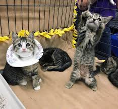 Protective dog collars have been jokingly dubbed the 'cone of shame' and in more sophisticated this is one of our favorite picks when it comes to diy dog collars. Kitten Lady On Twitter How Cute Are These Adoptable Kittens From Barcsanimal Shelter The Paper Plate Is A Great Diy E Collar To Help Pr Https T Co 1pq1fyann4 Https T Co Rouxdyms4c
