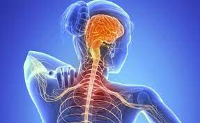 Las motoneuronas son las células nerviosas que, desde el cerebro y la médula espinal, llegan hasta los. Que Es La Ela Gila Apoyo Integral Para Pacientes Con Ela