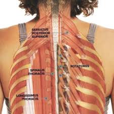 We've created these muscle anatomy reference charts. Your Thoracic Spine Massage Therapy Center Palo Alto Ca