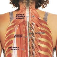 The twelve thoracic vertebrae of the chest and upper back are located in the spinal column inferior to the cervical vertebrae of the neck and superior to lumbar thoracic vertebrae are the only vertebrae that form joints with ribs; Your Thoracic Spine Massage Therapy Center Palo Alto Ca