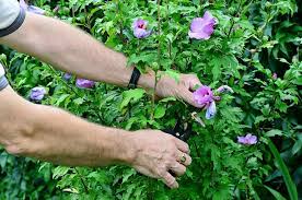 Ein hibiskus kann je nach sorte eine zarte tropische pflanze oder eine. Hibiskus Schneiden Anleitung Tipps Und Tricks Mit Illustrationen