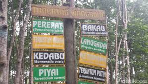 Memiliki hutan bakau terbesar di dunia. Ada Hutan Bakau Raksasa Di Pedalaman Riau