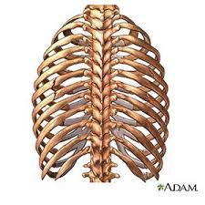 The ribs wrap around your body to your chest and connect to your sternum (breastbone). Rib Fracture Inpatient Care What You Need To Know