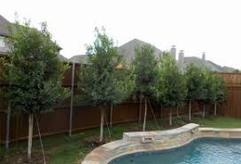 Back yard trees along fence … | pinteres… image result for landscaping along fence. Gallery Of Landscape Designs Pictures Dallas Texas Treeland Nursery