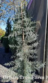 Image result for Cupressus arizonica