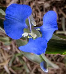 Image result for Commelina diffusa