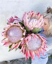 Bloomin Wild On Instagram Bloom Baby Bloom Can T Get Over How Amazing These King Proteas Are P S Never Thought These Cl In 2021 Bloom Baby Bloom Flower Photos