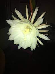 Amazing Night Blooming Cereus Bloom Painting Flowers