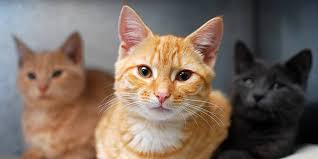 Search for kittens for adoption near me free. Cats Rspca South Australia