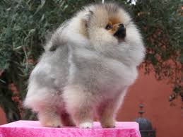 Treatment of canine alopecia x with trilostane. Alopecia X Black Skin Desease Pomeranian Beauty