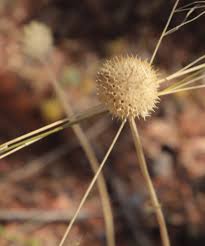 Image result for Acrotome inflata