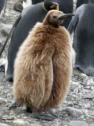 Teenage Penguin Have U Ever Seen Anything More Extremely A Teenager In Ur Life Via Demi Lovato Animals Beautiful Cute Animal Photos Steampunk Animals