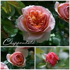 Ein Schweizer Garten La Vie En Rose Kletterrose Ein Schweizer Garten Englische Rosen