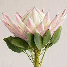 Protea Archives Charlotte Flower Market Protea Flower Rose Like Flowers Protea